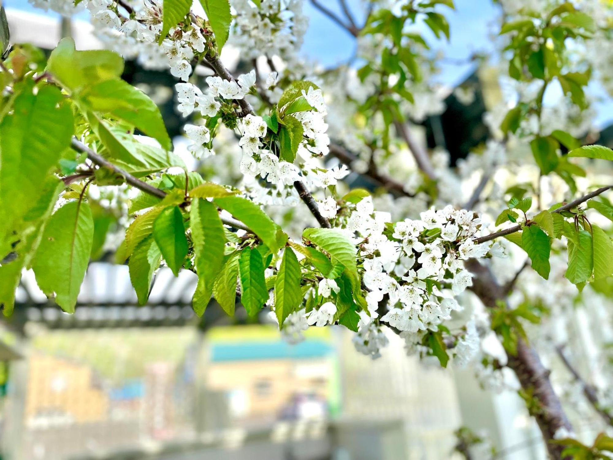 Shinsei Hotel Shakotan Екстериор снимка